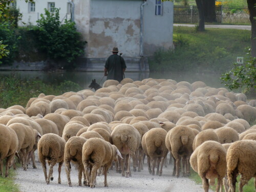 staubiger-feierabend-fur-schaf-23423.jpeg