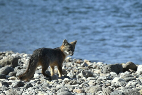 Kalifornischer Insel-Graufuchs

Aufnameort: Kanalinseln vor der Küste Kaliforniens
Kamera: Nikon D5500