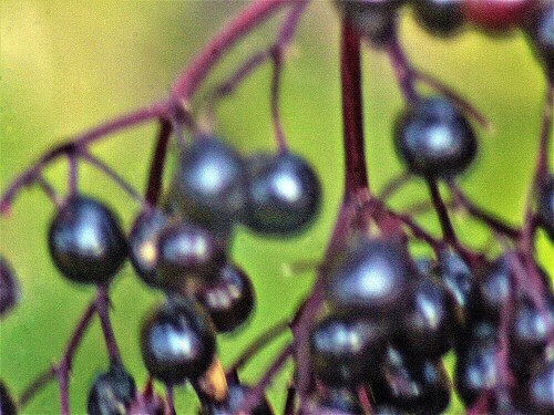 Die Beeren des Schwarzen Holunders gelten als schwach giftig.
https://de.wikipedia.org/wiki/Schwarzer_Holunder

Aufnameort: Eiershausen Garten
Kamera: Canon EOS 1300D