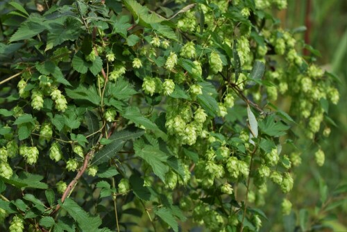 wilder-hopfen-23373.jpeg