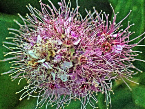 Die Spiersträucher gehören zu den Rosengewächsen(Rosaceae).
Ihr Name beruht auf ihren häufig gewundenen Früchten.
(Grhttps://de.wikipedia.org/wiki/Spiersträucheriechisch speira= Winde, Windung)


Aufnameort: Eiershausen Garten
Kamera: Canon EOS 1300D