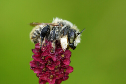 Über diese hübsche Bienenaufnahme freue ich mich sehr. Am frühen Morgen saß sie auf dem Wiesenknopf zum aufwärmen.

Aufnameort: Oberlausitz,
Kamera: Sony A 77 II, Sony Makro 100 mm