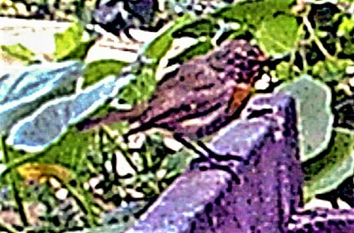 Das Rotkehlchen gehört wie der Rotschwanz zu den Fliegenschnäppern
(Muscicapidae). Es zeigt eine geringe Distanz zur Flucht.
Das Rotkehlchen ist eigentlich am Tage wie in der Dämmerung aktiv.
Starkes "Kunstlicht" in der Nacht kann jedoch seinen Aktivitätsrhythmus stören.
https://de.wikipedia.org/wiki/Rotkehlchen

Aufnameort: Eiershausen Komposthaufen
Kamera: Wildtierkamera