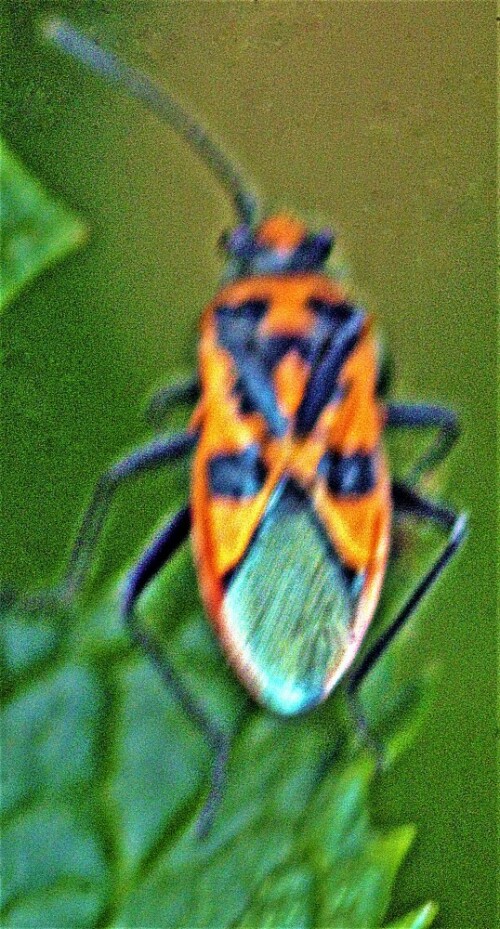 zimtwanze-corizus-hyoscyami-l-1758-23388.jpeg