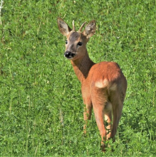 Junger Bock auf einem Wildacker

Aufnameort: Wetterau
Kamera: Nikon D7200