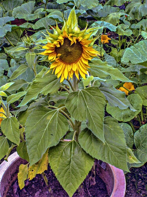 Sonnenblumen gehören zu den Korbblütlern(Asteraceae).
Als Kulturpflanzen werden in Mitteleuropa die eigentliche Sonnenblume(Helianthus annuus) und Topinambur(Helianthus tuberosus) genutzt.
https://de.wikipedia.org/wiki/Sonnenblumen_(Gattung)
(Jene Sortenangabe beruht mit auf ihrer erreichten Wuchshöhe)


Aufnameort: Eiershausen Garten Topf
Kamera: Canon EOS 1300D