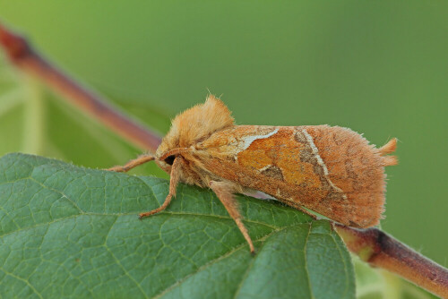 Ampfer-Wurzelbohrer, Triodia sylvina

Aufnameort: Odenwald
Kamera: Canon EOS 60D