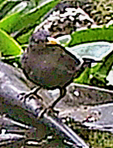 amselhahn-turdus-merula-l-1758-23431.jpeg