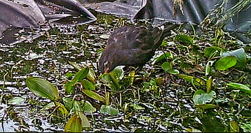 amselhahn-turdus-merula-l-1758-auf-einem-tumpel-23432.jpeg