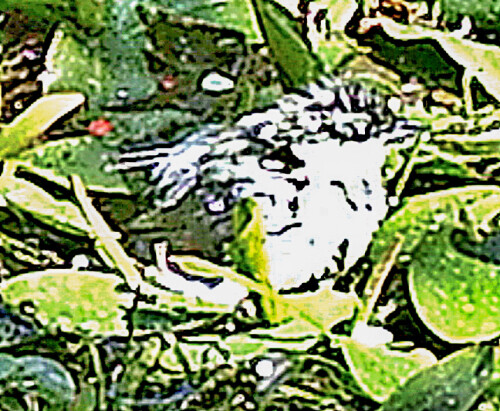 badende-kohlmeise-parus-major-l-1758-23433.jpeg