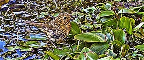 rotkehlchen-erithacus-rubecula-23442.jpeg