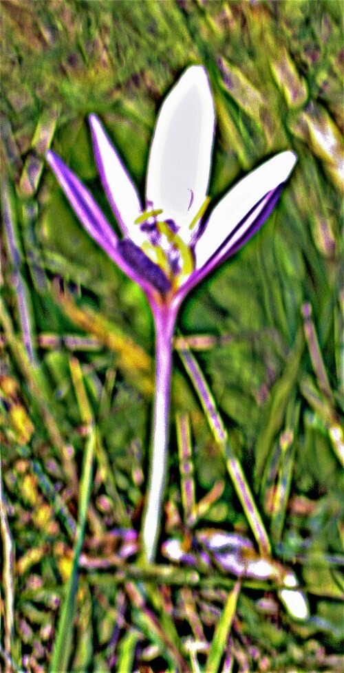 herbstzeitlose-colchicum-autumnale-l-23459.jpeg