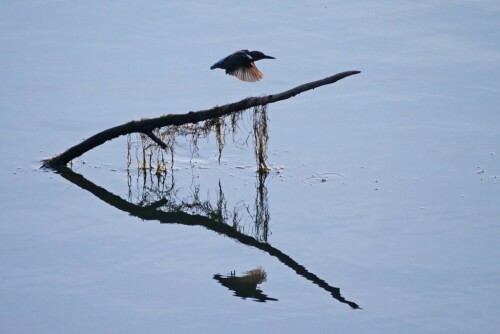 eisvogel-spiegelung-23481.jpeg