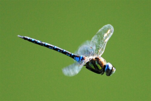 "eingefrohren" beim Flug über den Fischteich

Aufnameort: Wetterau
Kamera: Nikon D7200