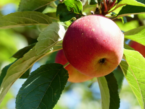 

Aufnameort: Triesdorf, Bereich Pomoretum
Kamera: Panasonic Lumix FZ 300