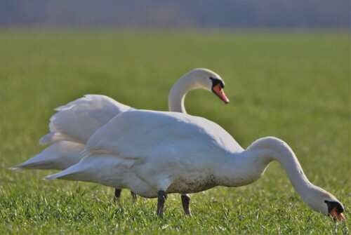 Höckerschwäne auf einem Feld - Mähried

Aufnameort: Wetterau
Kamera: Nikon D 3000