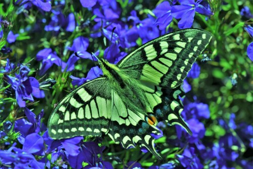 im Blumenbeet

Aufnameort: Wetterau
Kamera: Nikon D 3000