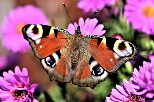 auf einer Blumenwiese

Aufnameort: Wetterau
Kamera: Nikon D 300