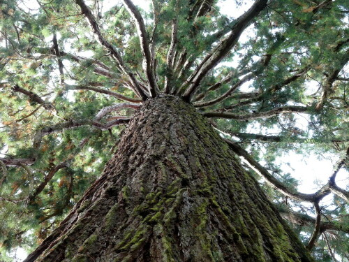 bergmammutbaum-insel-mainau-23547.jpeg