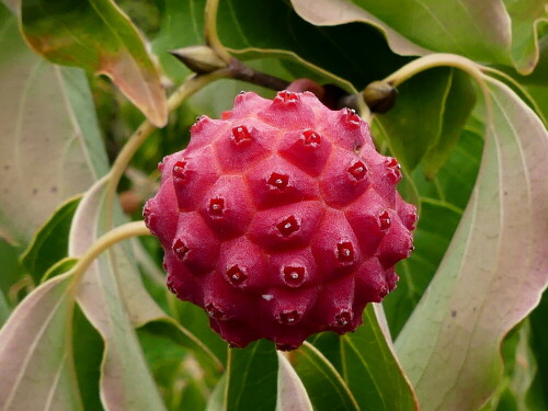 frucht-vom-chinesischen-blumen-hartriegel-23548.jpeg