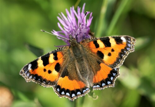 auf einer Blumenwiese

Aufnameort: Wetterau
Kamera: Nikon D7200