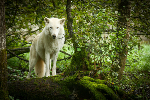 Ein Polarwolf im sommerlichen, grünen Unterholz

Aufnameort: Wolfspark Werner Freund in Merzig
Kamera: Canon EOS 1Dx