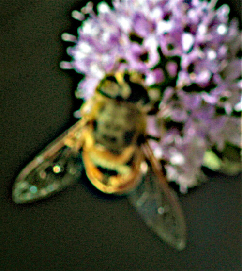 mistbiene-eristalis-tenax-l-1758-beim-blutenbesuch-23527.jpeg