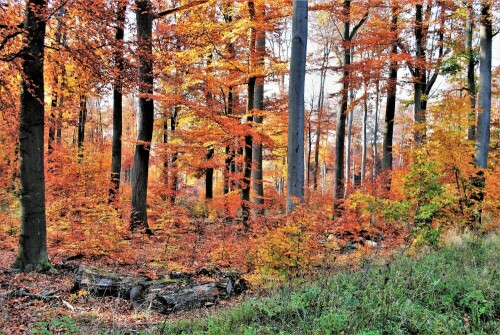 bunte Blätter, Herbst in der "Hainbach"

Aufnameort: Wetterau
Kamera: Nikon D 3000