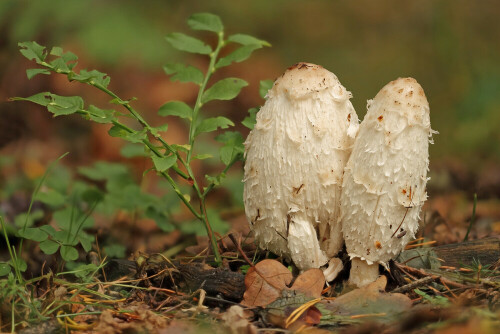 Schopf-Tintling, Coprinus comatus

Aufnameort: Odenwald
Kamera: Canon EOS 7D