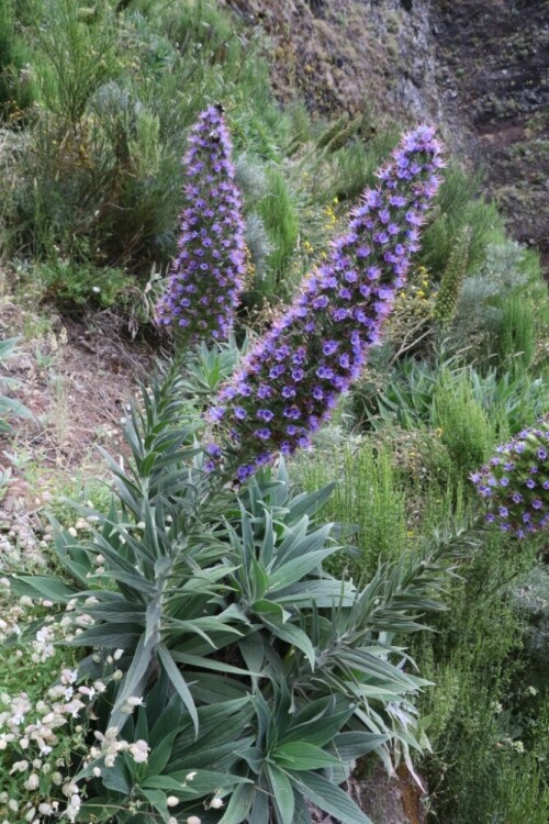 stolz-madeiras-echium-candicans-23651.jpeg