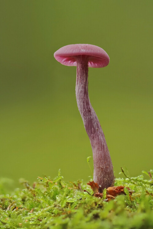 Violetter Lacktrichterling, Laccaria amethystina

Aufnameort: Odenwald
Kamera: Canon EOS 7D