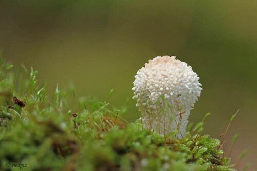 Flaschenstäubling, Lycoperdon perlatum


Aufnameort: Odenwald
Kamera: Canon EOS 7D