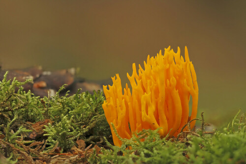 Klebriger Hörnling, Calocera viscosa

Aufnameort: Odenwald
Kamera: Canon EOS 7D