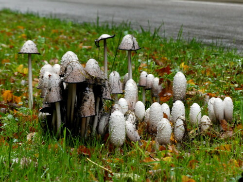 schopftintlinge-im-regen-am-strassenrand-23583.jpeg