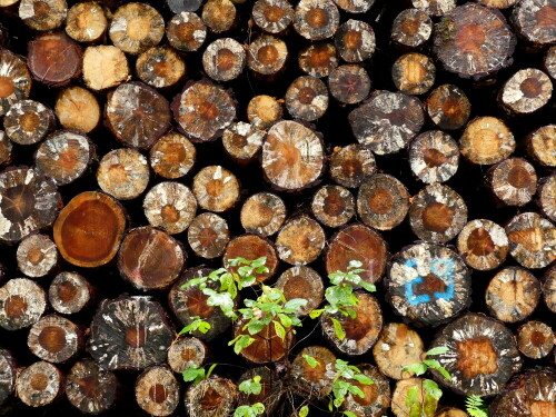 farbe-im-wald-23620.jpeg