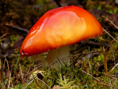 pilz-leuchte-im-regenwald-23597.jpeg