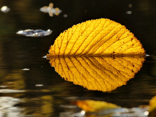 schwimmblatt-spiegelung-23619.jpeg