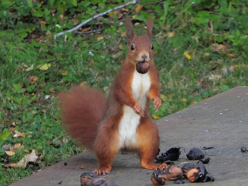 Das Eichhörnchen holte unsere Nüsse weg, die wir zum Trocknen hingelegt hatten. Insgesamt waren es 13 Stück - alle weg!

Aufnameort: Ersingen beim Bosch-Angelsee
Kamera: Panasonic Lumix TZ 71