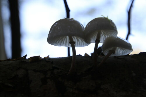 Sie sind wie Porzellan. Die kleinen Pilze.

Aufnameort: Kellerwald Edersee
Kamera: Canon EOS 80D