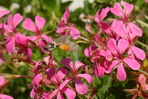 Dieser hübsche Wanderfalter schwirrt wie ein Kolibri von Blüte  zu Blüte. Den konnte ich noch im Oktober sichten.

Aufnameort: Oberlausitz, Schönbach
Kamera: Sony A77 II