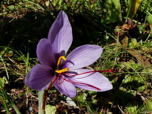 

Aufnameort: Weidenbach in meinem Garten
Kamera: Panasonic Lumix FZ 300