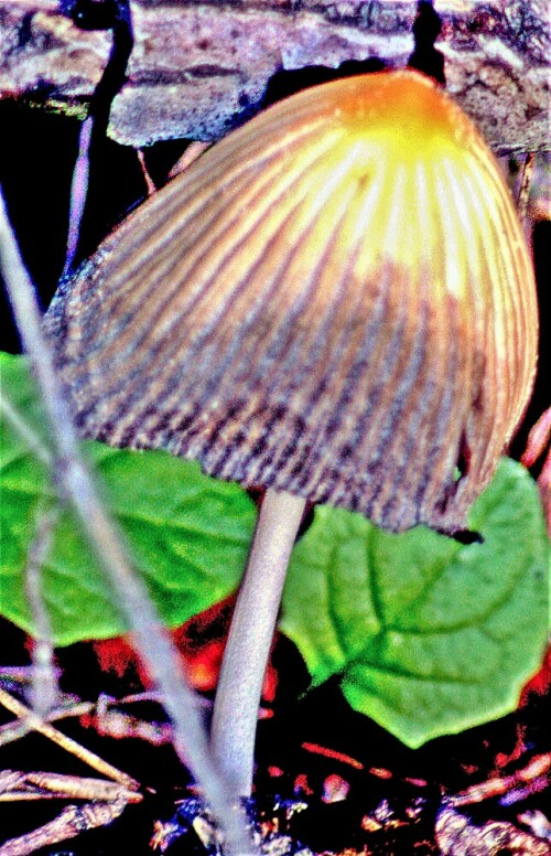 Der Gemeine Tintling wird auch als Falten-Tintling bezeichnet.
Er gehört zu den Mürblingsverwandten(Psathyrellaceae).
Jener häufige Blätterpilz gilt als essbar. Allerdings sind im Zusammenhang mit Alkoholgenuss Vergiftungen("Coprinus-Syndrom") möglich.

Aufnameort: Eiershausen Waldrand Hirschberg
Kamera: Canon EOS 1300D