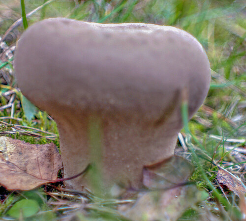 Der Hasen-Stäubling ist eine Art der Champignonverwandten(Agaricaceae)).
https://de.wikipedia.org/wiki/Hasen-Stäubling

Aufnameort: Eiershausen Gemeindewiese
Kamera: Canon 1300D