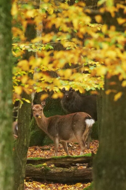 sikas-im-herbstlaub-23737.jpeg