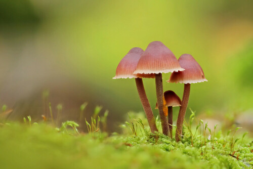 Großer Blut-Helmling, Mycena haematopus

Aufnameort: Odenwald
Kamera: Canon EOS 7D