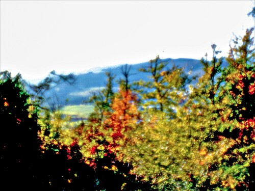 Doch betrachtet frau, man sich die Wipfel mancher Rotbuchen(Fagus sylvatica(L.)), so kann leider festgestellt werden, dass absterbende
Wipfel nicht etwa ein lokales Krankheitssyndrom eines Standortes ist, sondern auch in anderen Bereichen des Hirschbergwaldes auftreten kann.
https://de.wikipedia.org/wiki/Rotbuche
Z. B. :
https://www.meister-und-meister.de/gartenblog/krankheiten-der-buche/

Aufnameort: Eiershausen Hirschbergwald vom 2.-ten zum 1.-ten Hirschbergweg herunterfotografiert
Kamera: Canon EOS 1300D