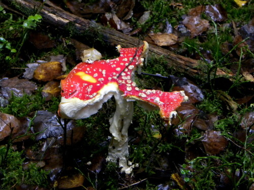 

Aufnameort: Triesdorf im Wald Bereich Thiergarten
Kamera: Panasonic Lumix FZ 300