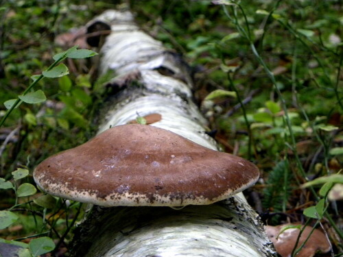 

Aufnameort: Triesdorf im Wald Bereich Thiergarten
Kamera: Panasonic Lumix FZ 300