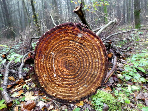 

Aufnameort: Triesdorf im Wald Bereich Thiergarten
Kamera: Panasonic Lumix FZ 300