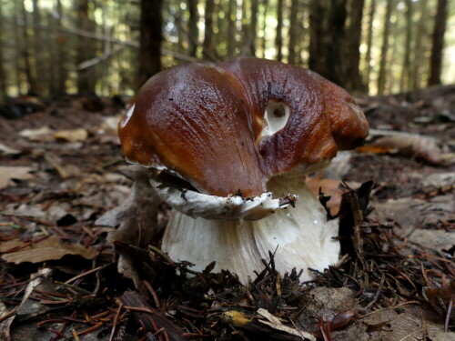 

Aufnameort: Triesdorf im Wald Bereich Thiergarten
Kamera: Panasonic Lumix FZ 300